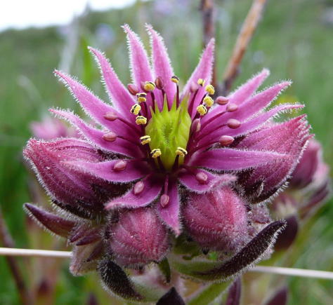 Flora Alpina delle Alpi Occidentali